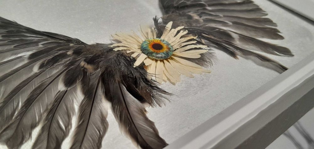 Aripi naturale înrămate