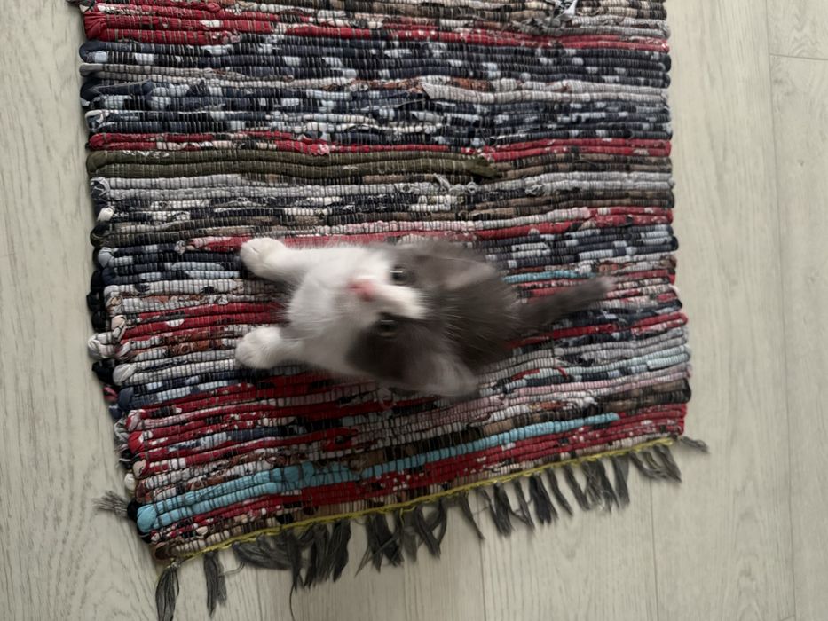 Котята в Актау хорошие руки