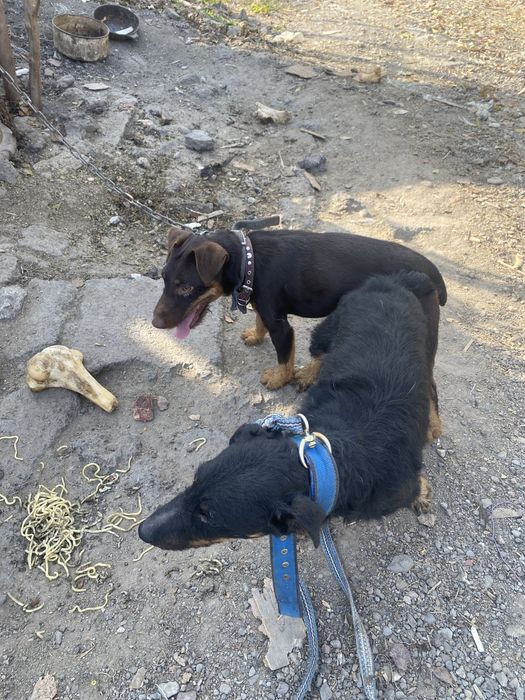 Ягдтерьер щенята