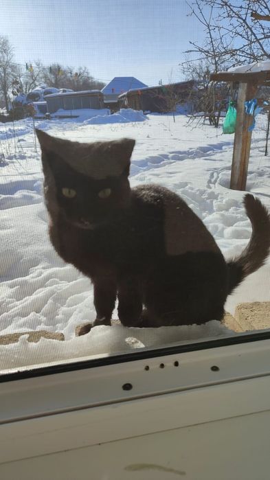 Отдам кота бесплатно