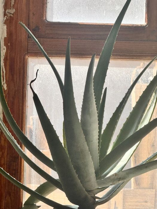 Алое домашний продаеться