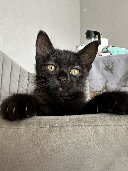 Котенок отдам бесп