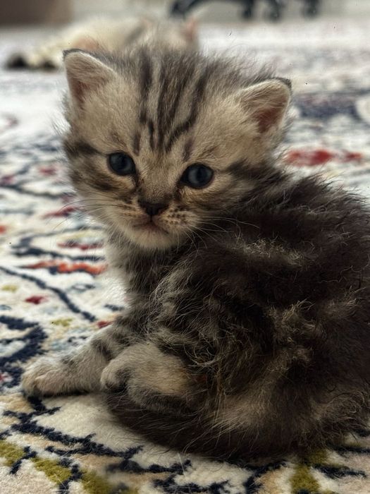 Котята британские