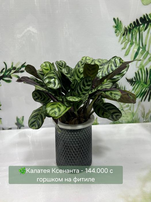 Калатеи разных видов.