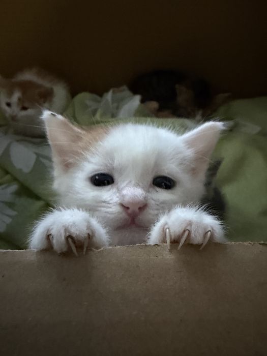 Подарявам котенца