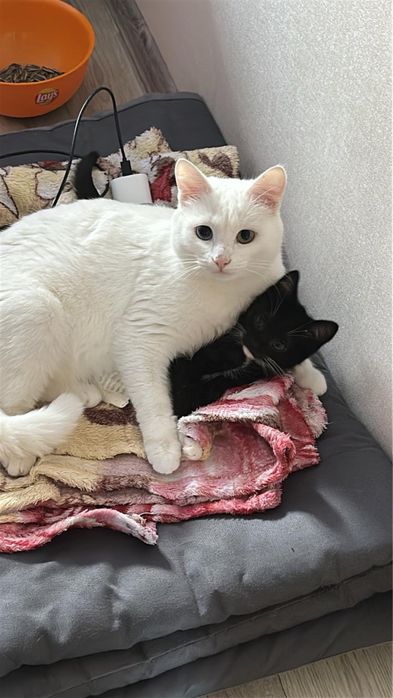 Кот кастрированный