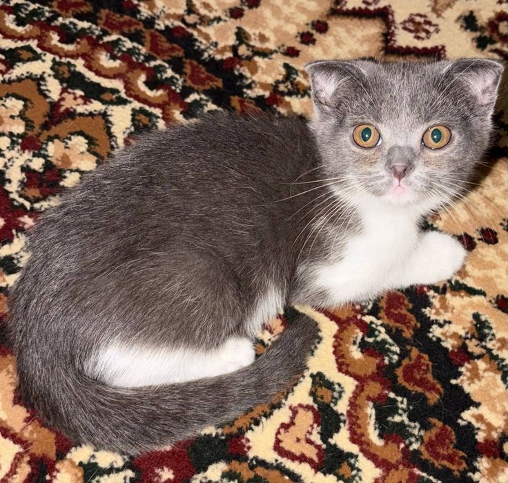 Очаровательные котята ищут любящих хозяев!