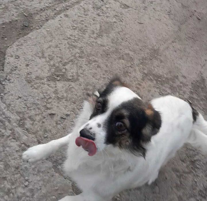 собачку-девочку отдадим в добрые руки