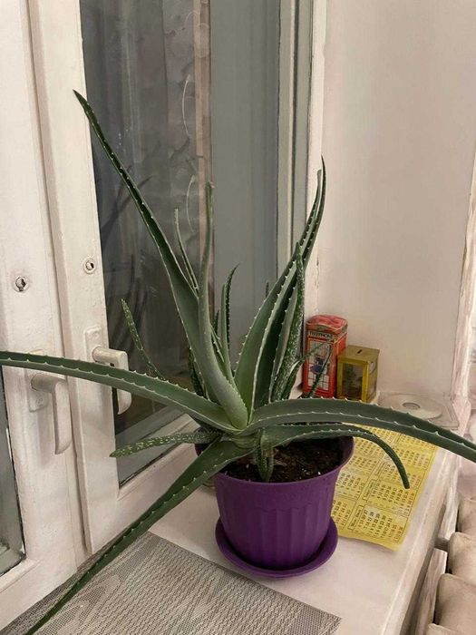 комнатное растение Алое Вера