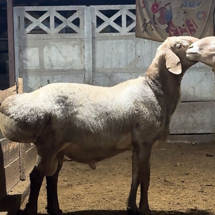 Арашан кошкар сатылады