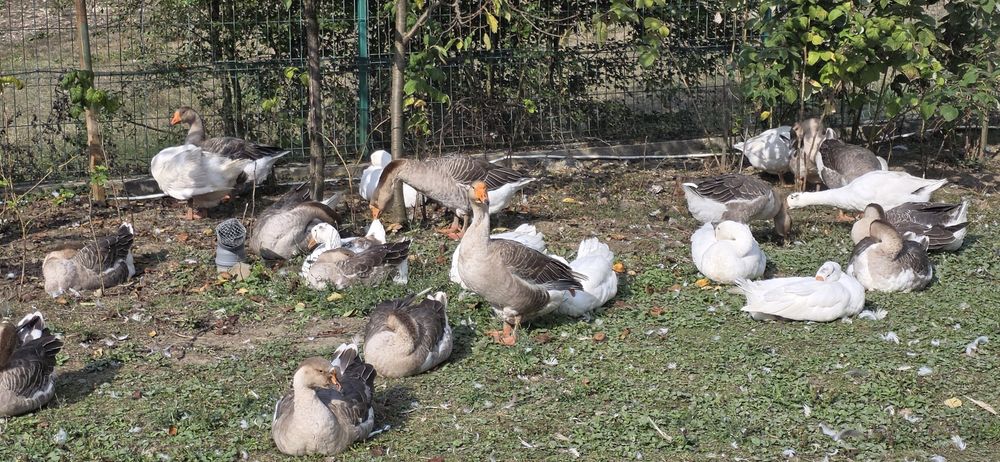 Gaste de vânzare zona Oituz/ Bacau