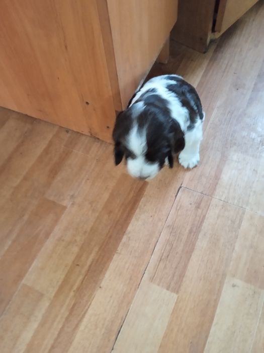 Продам щенков спаниеля