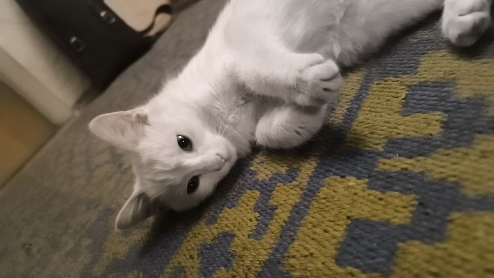 Котик в добрые руки