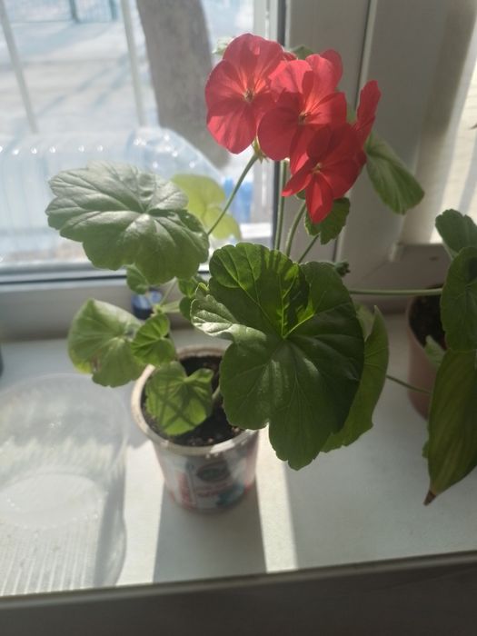 Продам цветы за 500 тенге штука