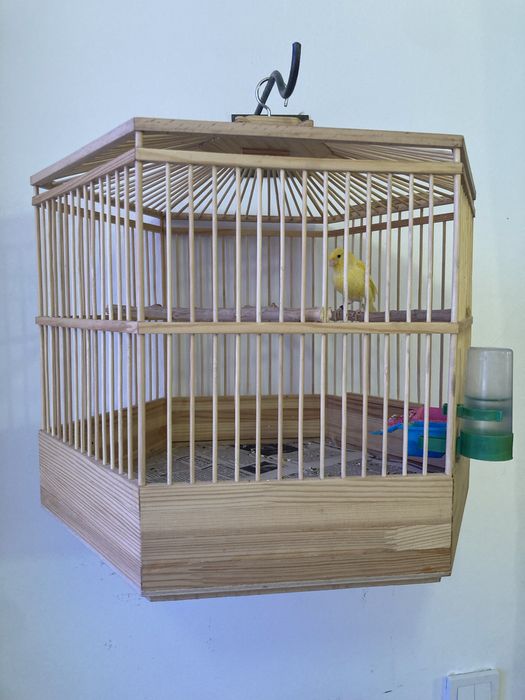 Самец канарейки с клеткой