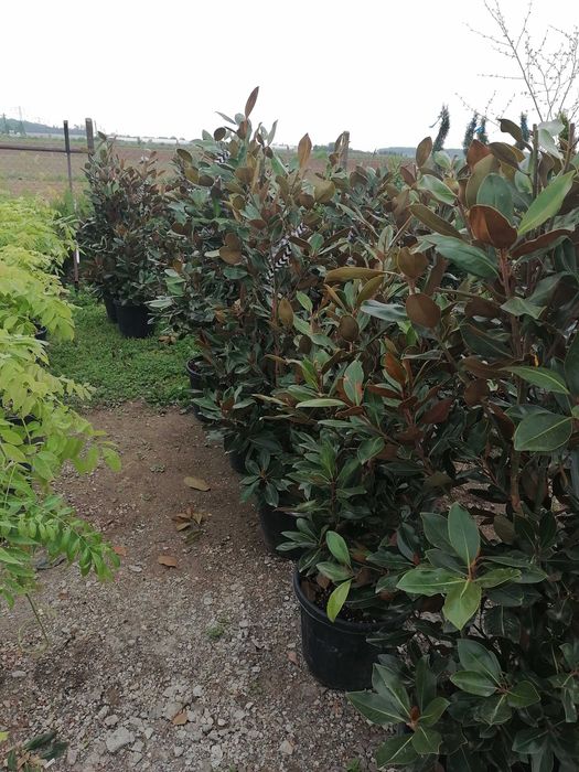 Vând tuia leylandi chiparos, magnolie, palmieri, gazon, mesteacăn