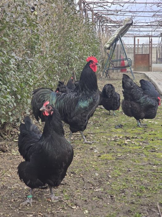 Pui australop negru