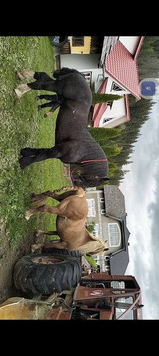 Vând mânz semigreu de 10 luni