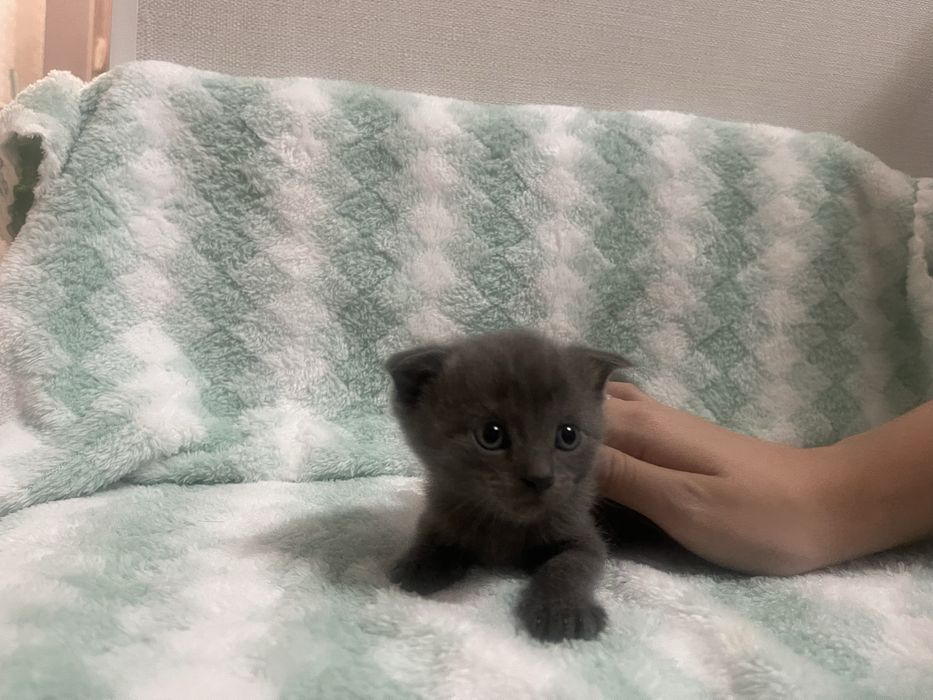 Продам веслоухих Котят