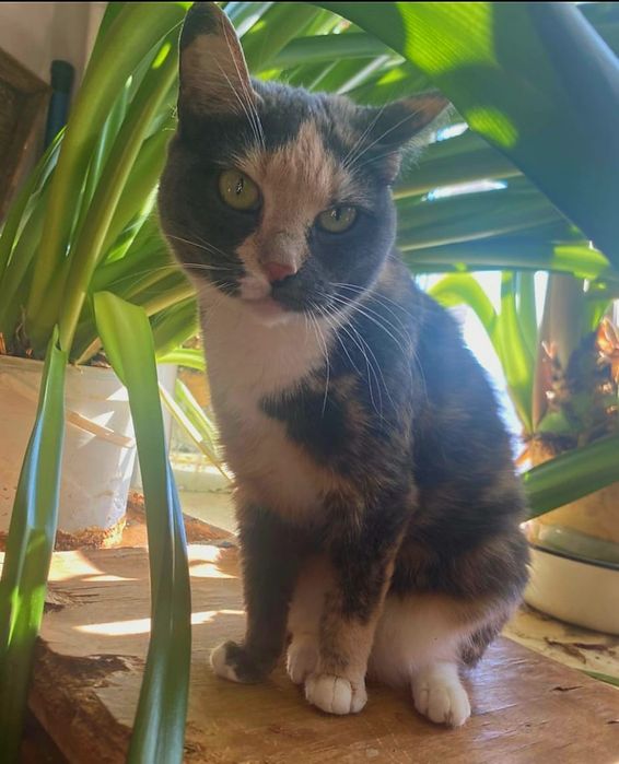 Кошка! Котик!  .