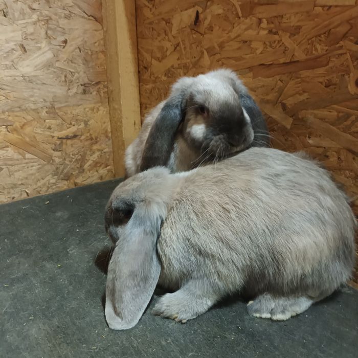 Vand berbec german mascul și femela vârstă 3 luni ,vaccinaț rasa pura.