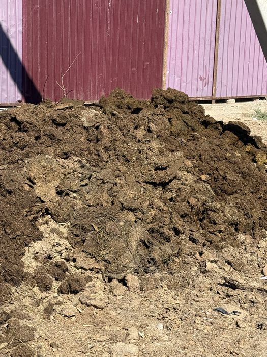 Таза көң бар навоз тегін