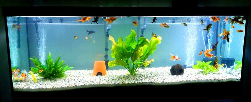 Acvariu Nou 350 litri