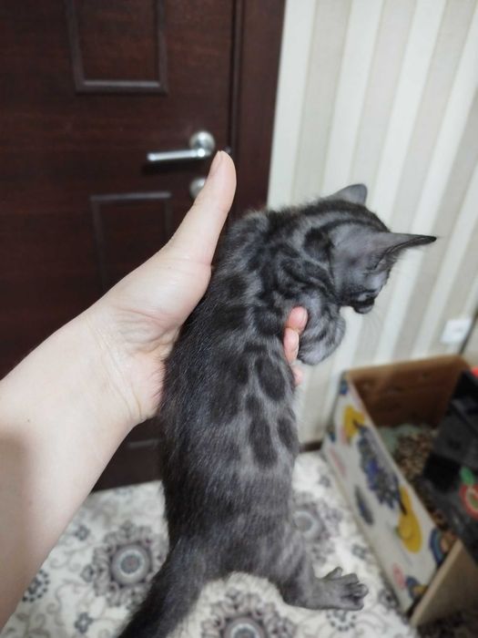 Toza qon bengal mushuklari sotiladi 1,5 oylik latok biladi korm yidi