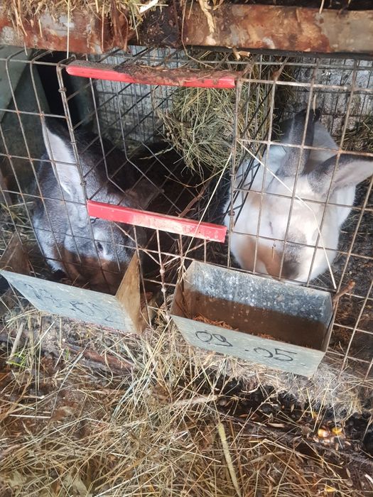 Pers fiz Vand iepuri