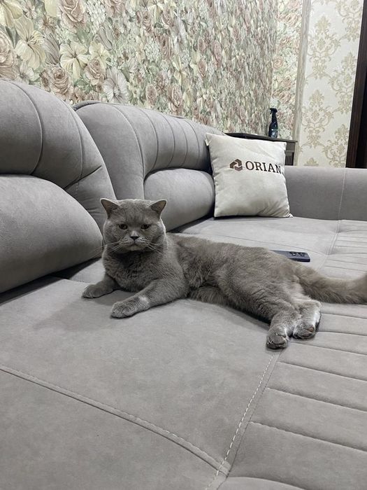 Вислоухие Шотландские Скоттиши