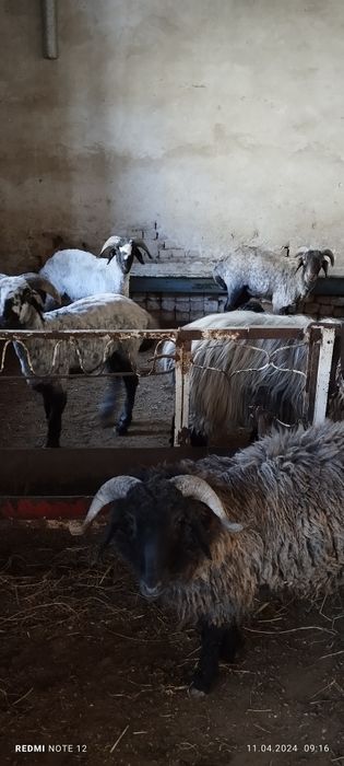 Куй Кочкоркарла козилар сотилади куйлар хам бор