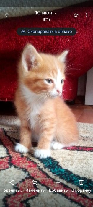 Котята в добрые хорошие руки!