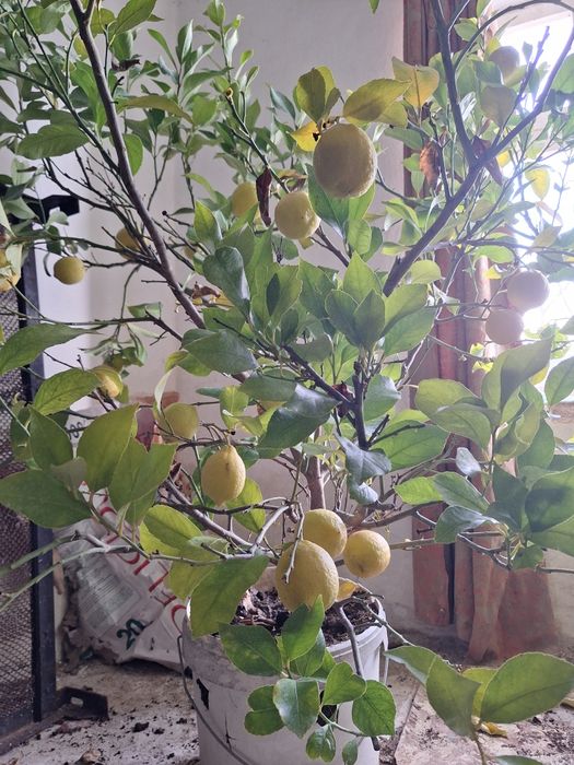 Лимонови дръвчета, домашно гледани без химикали