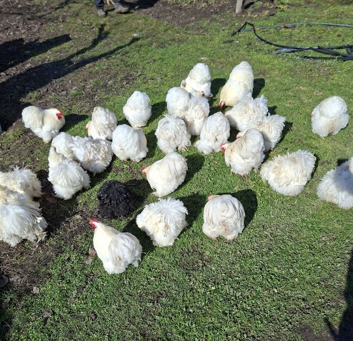 Cochinchina pitic