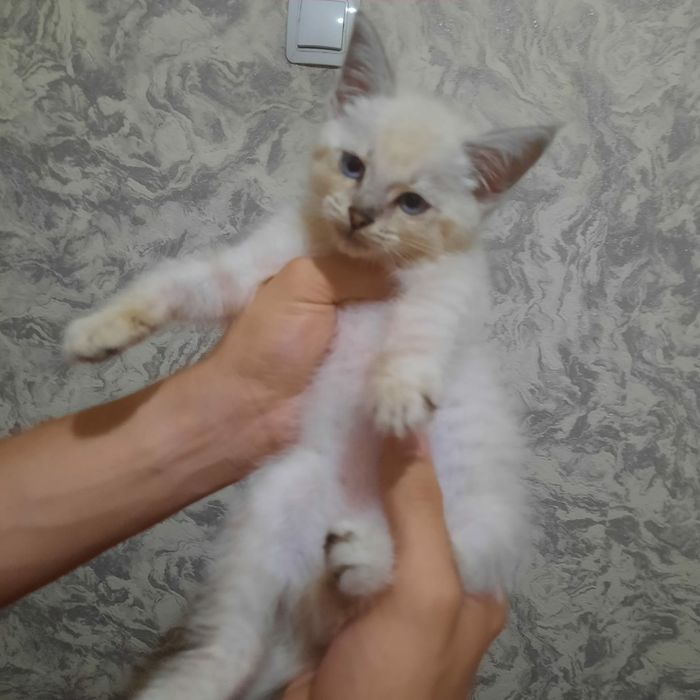 Котенок        .