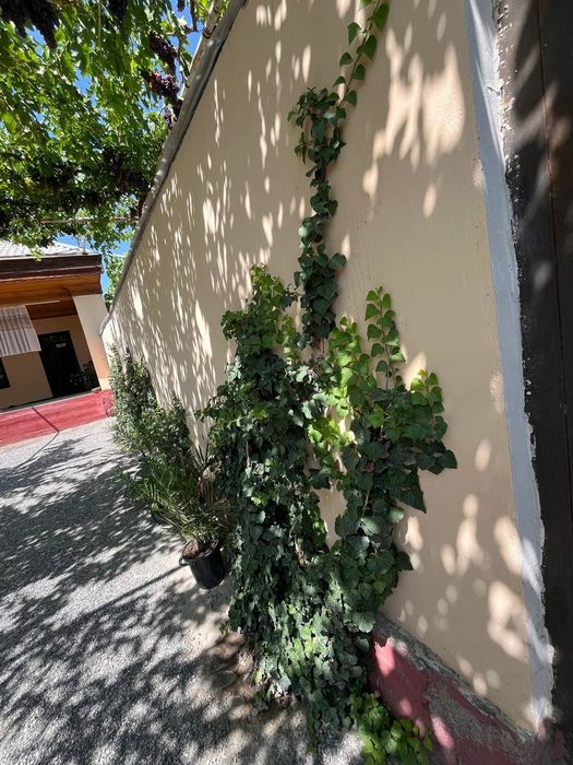 Devor va uy uchun gul