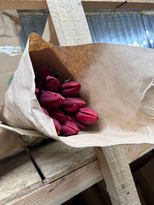 Тюльпаны оптом  и в розницу 350тг