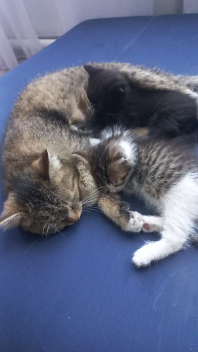 Кошка с котятами