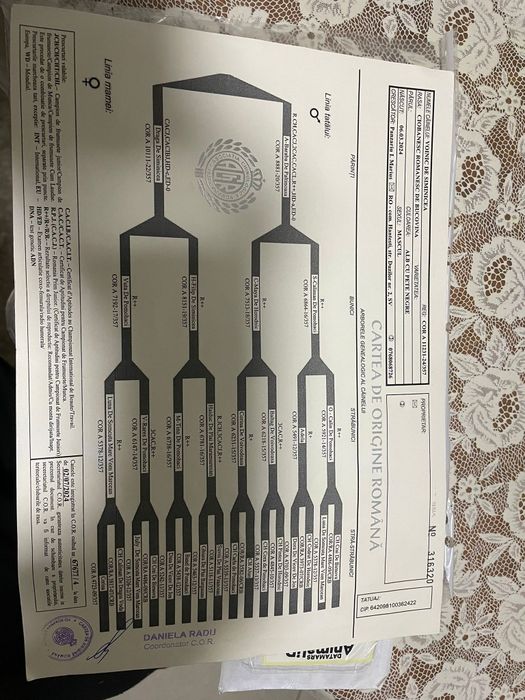 Mascul ciobanesc de bucovina