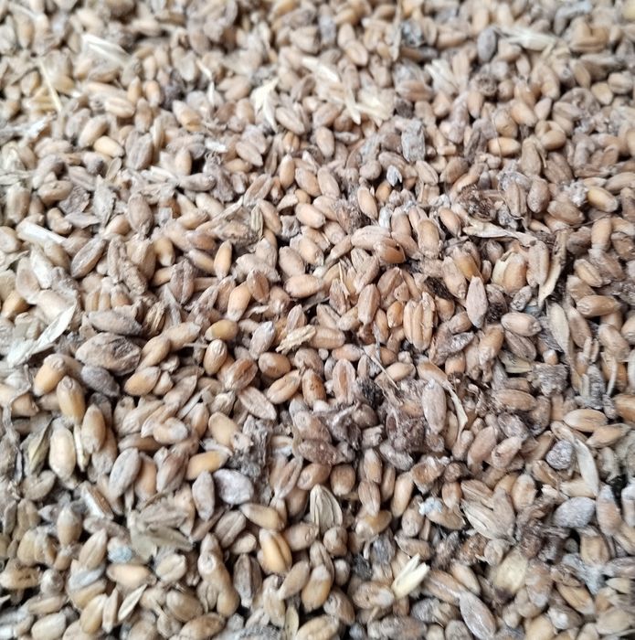 Продам пшеницу корм