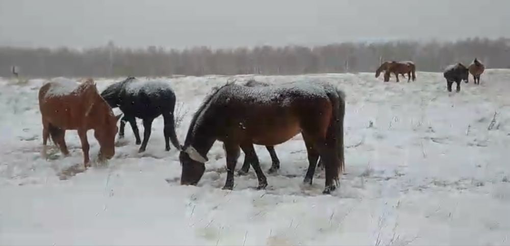 Продам табун лошадей !