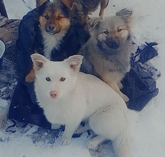 Дарю собаку!       .