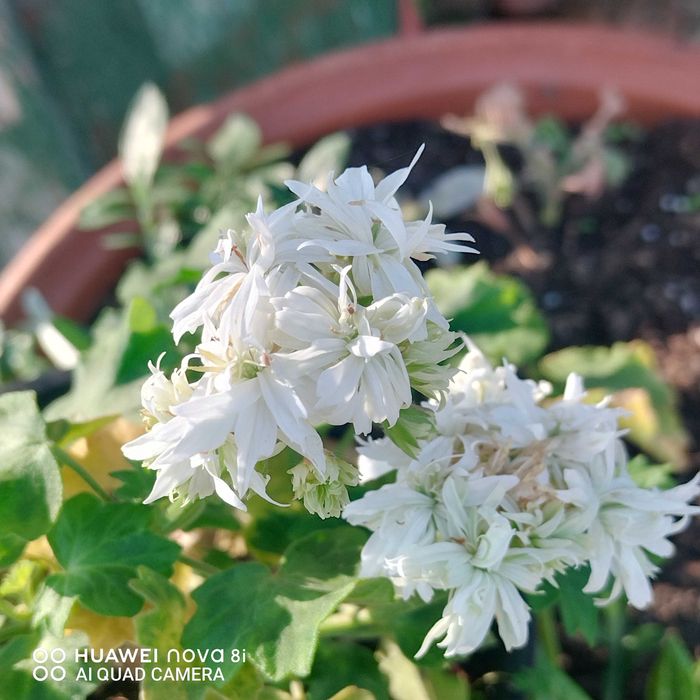 Цветя които ми се повтарят