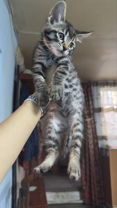 Отдам котят срочно