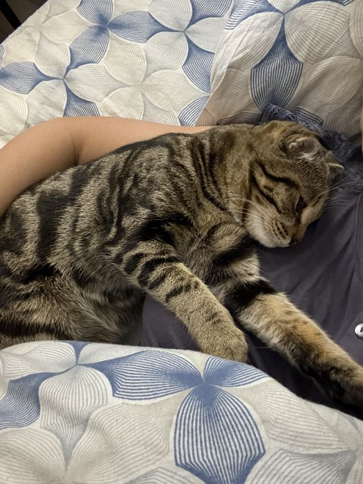 Шотландский вислоухий, бенгальский Кот