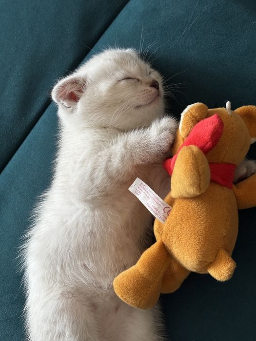 Продаётся котёнок