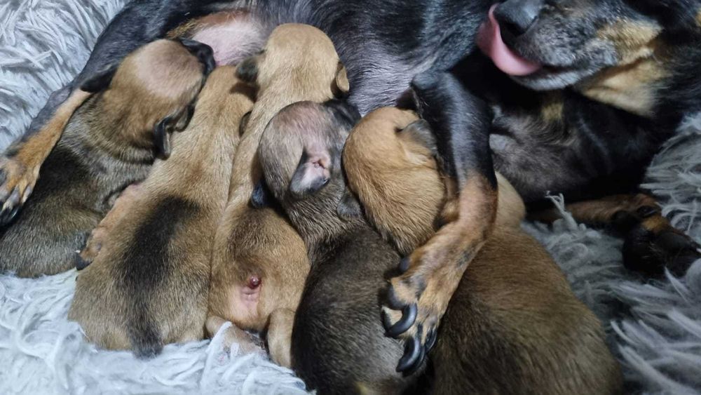 Русский той-терьер, резерв!