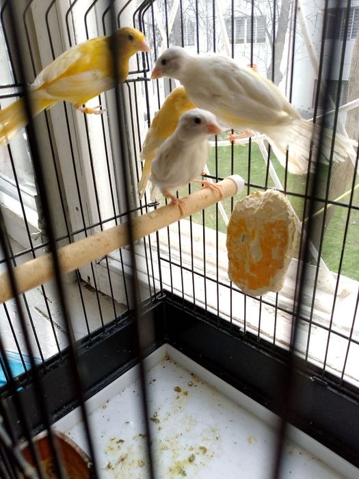 Канарекалар сотилади