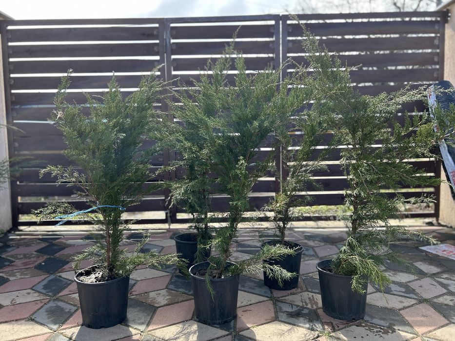 Brăduți ornamentali (Ienupar & Leylandii) de la 25 lei/buc