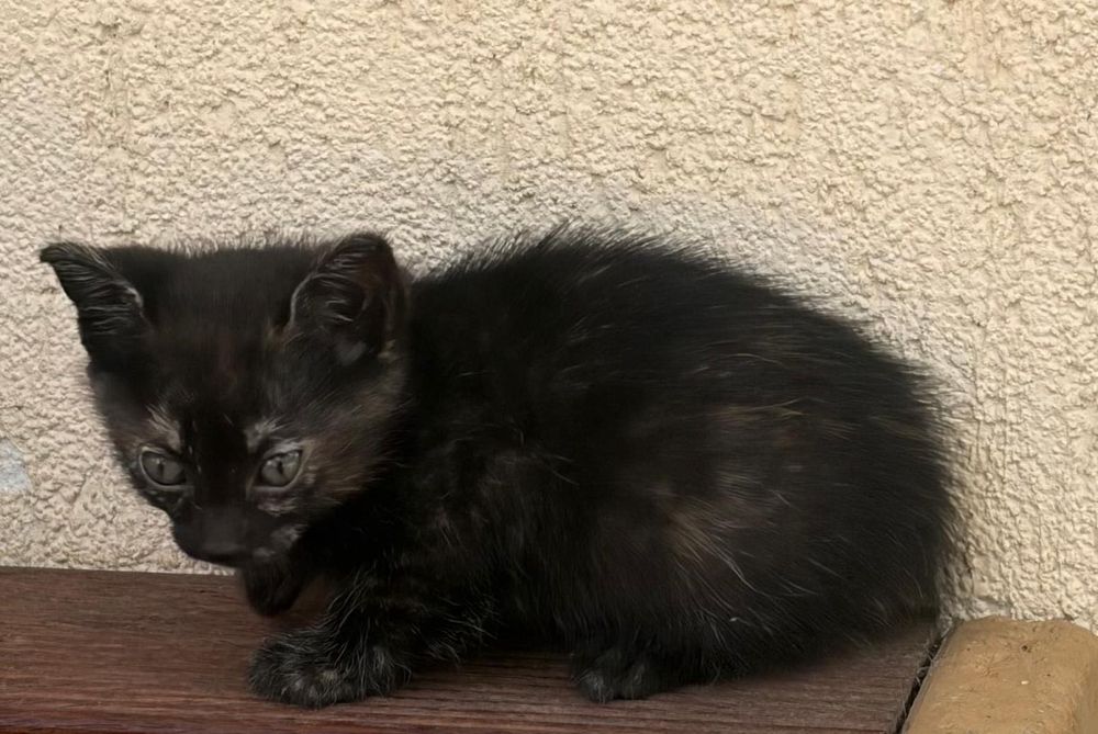 Подарявам малки котета
